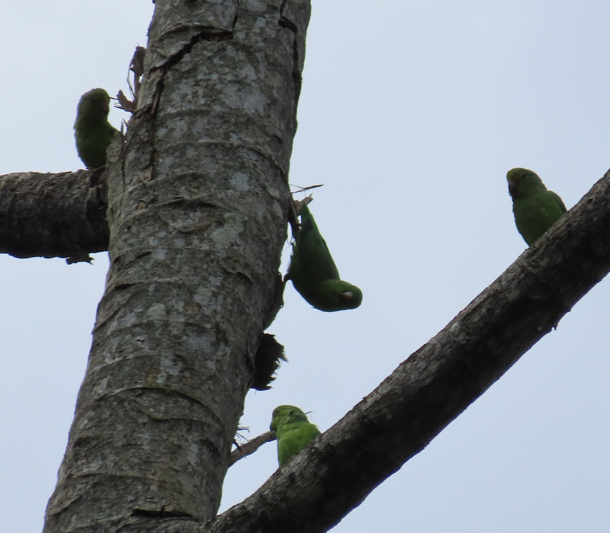 Green-rumped Parrotlet - ML642841563