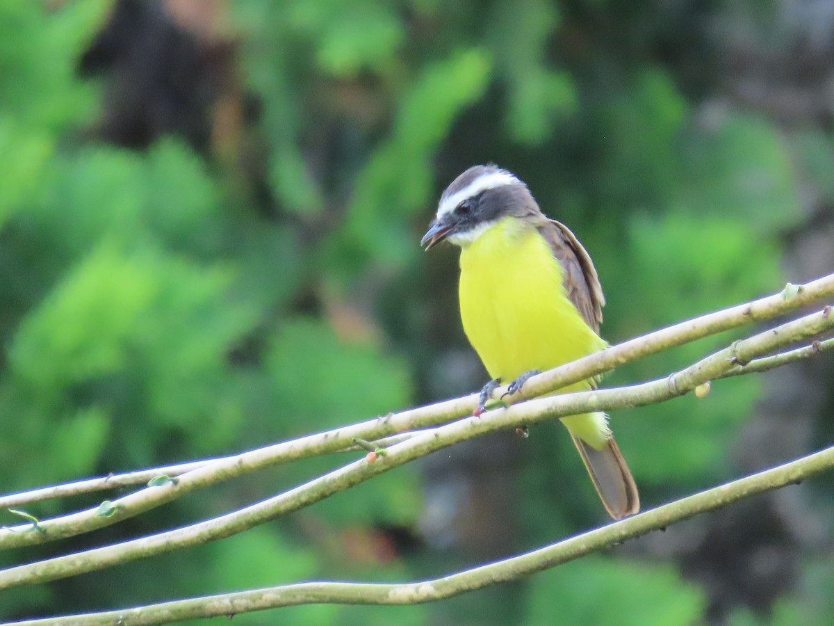 Rusty-margined Flycatcher - ML642841565