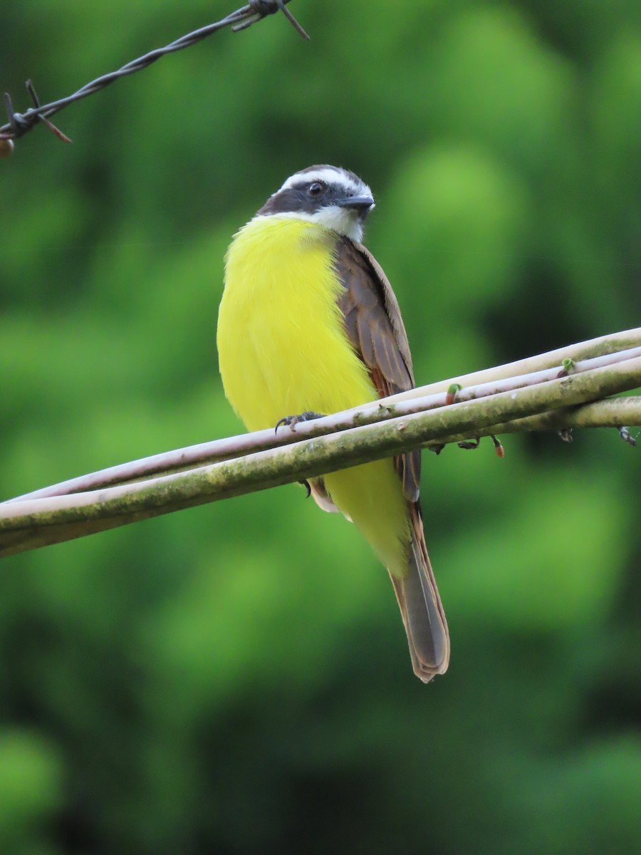 Rusty-margined Flycatcher - ML642841566