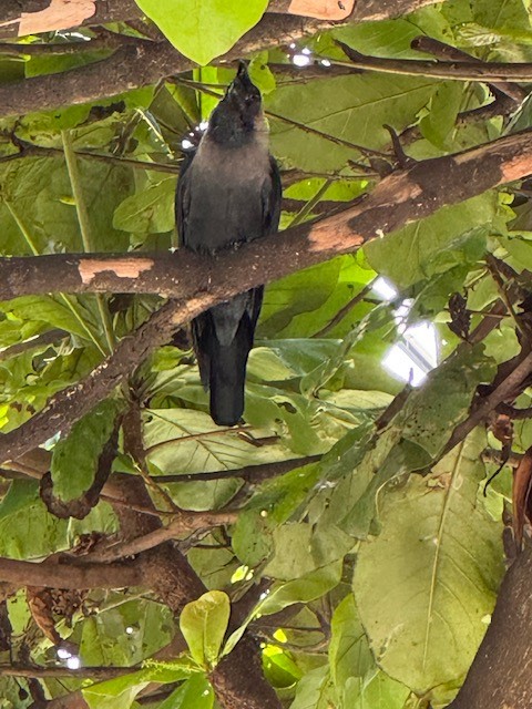 House Crow - ML642841567