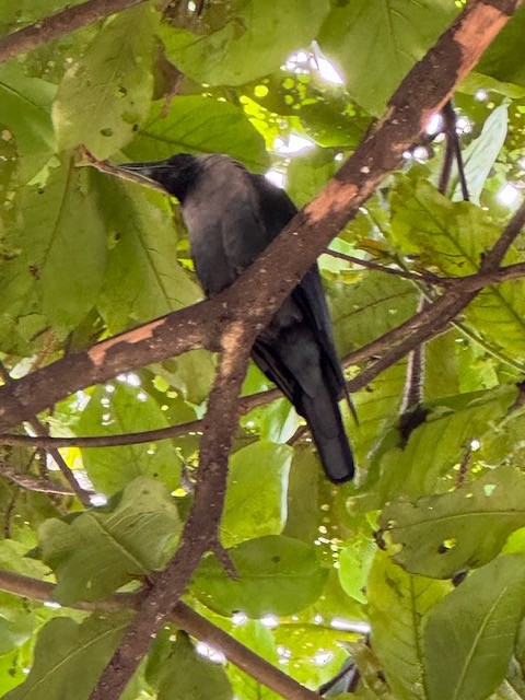 House Crow - ML642841568