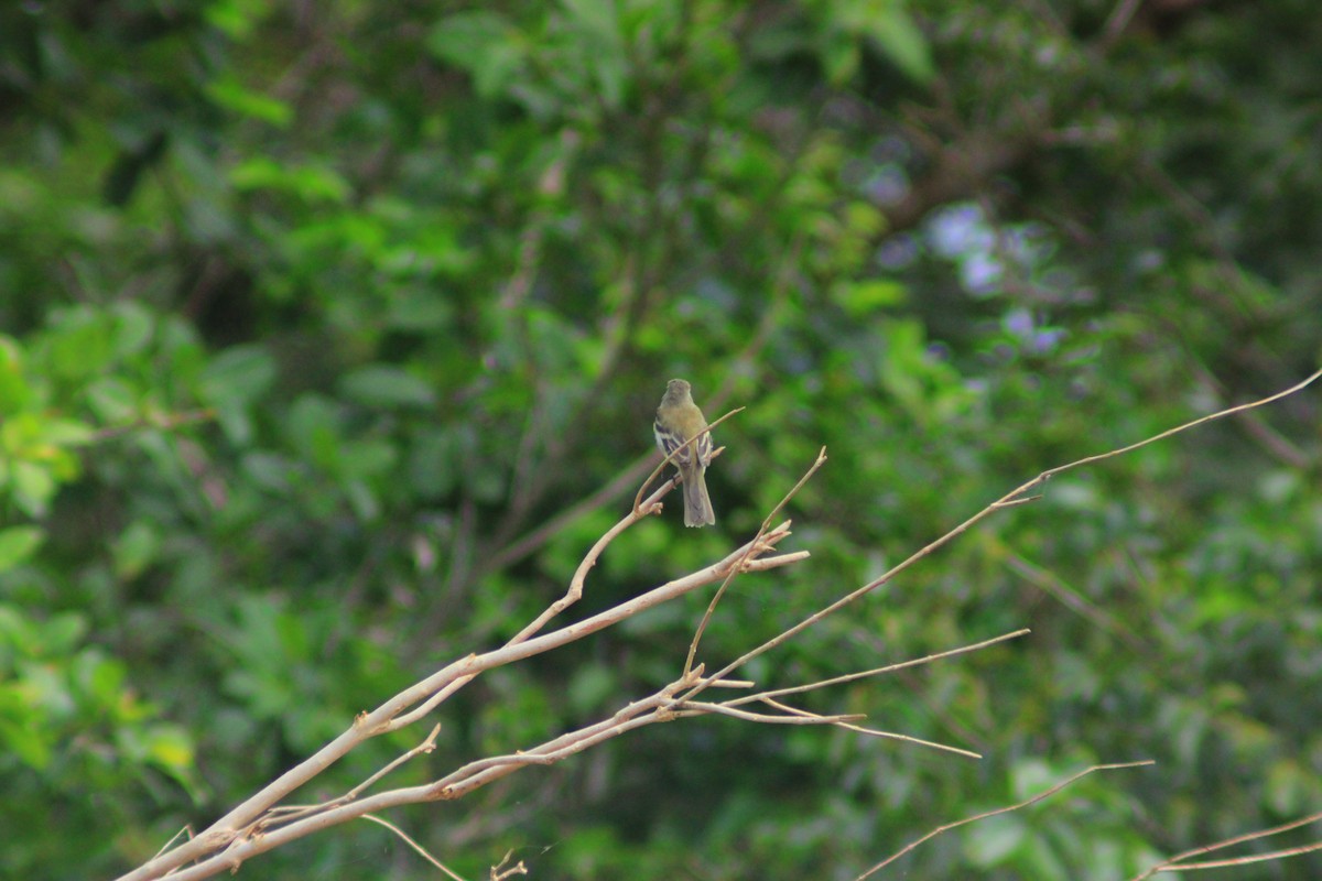 Least Flycatcher - ML642841572