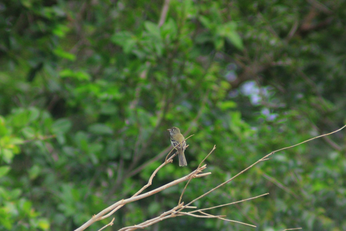 Least Flycatcher - ML642841573