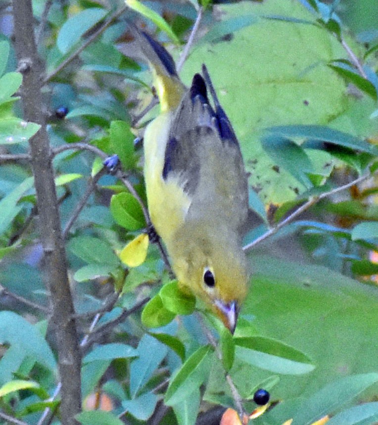 Scarlet Tanager - ML642841577