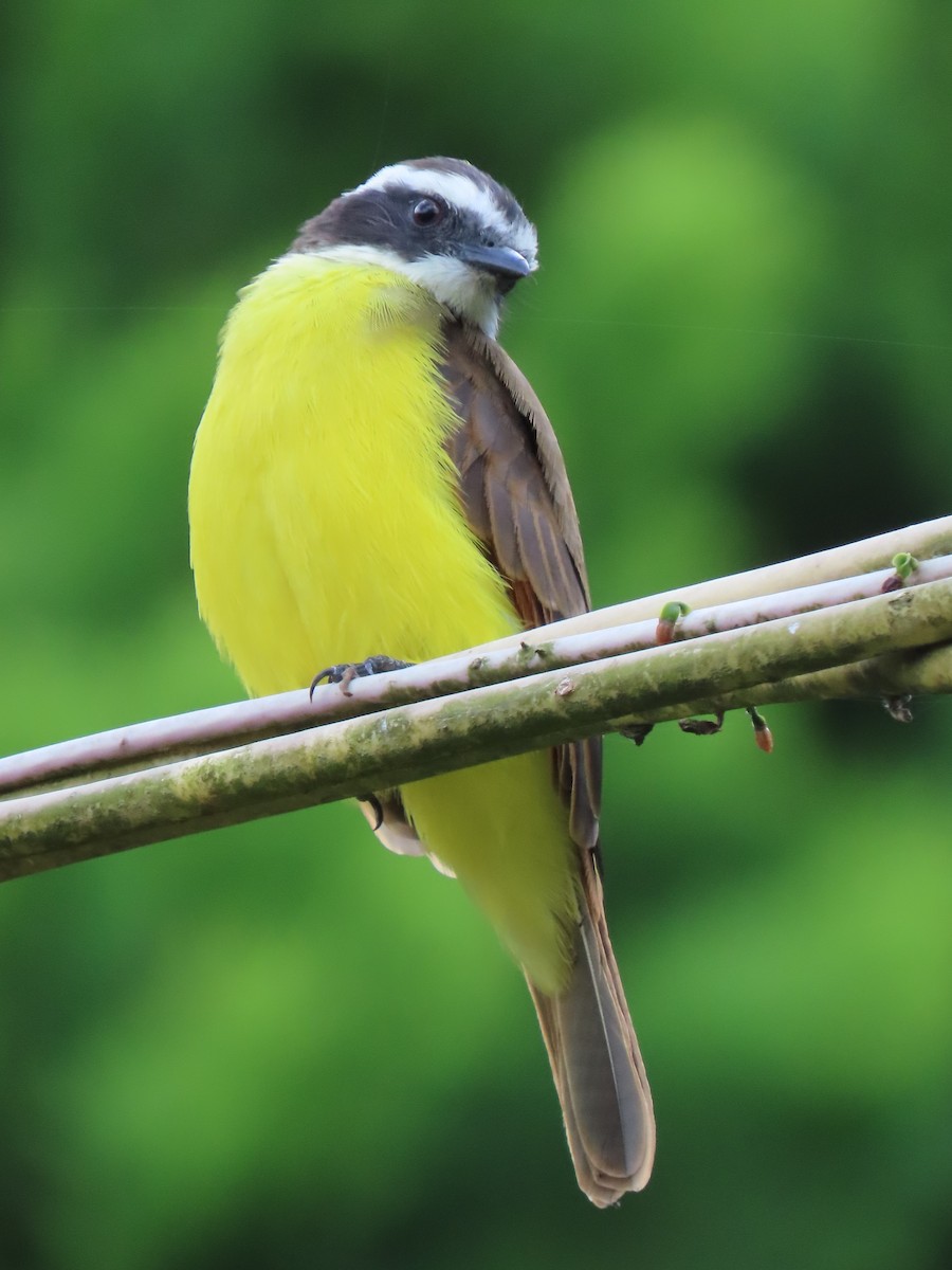 Rusty-margined Flycatcher - ML642841578
