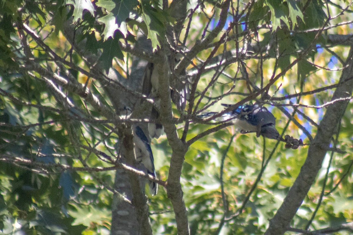 Blue Jay - ML642841580