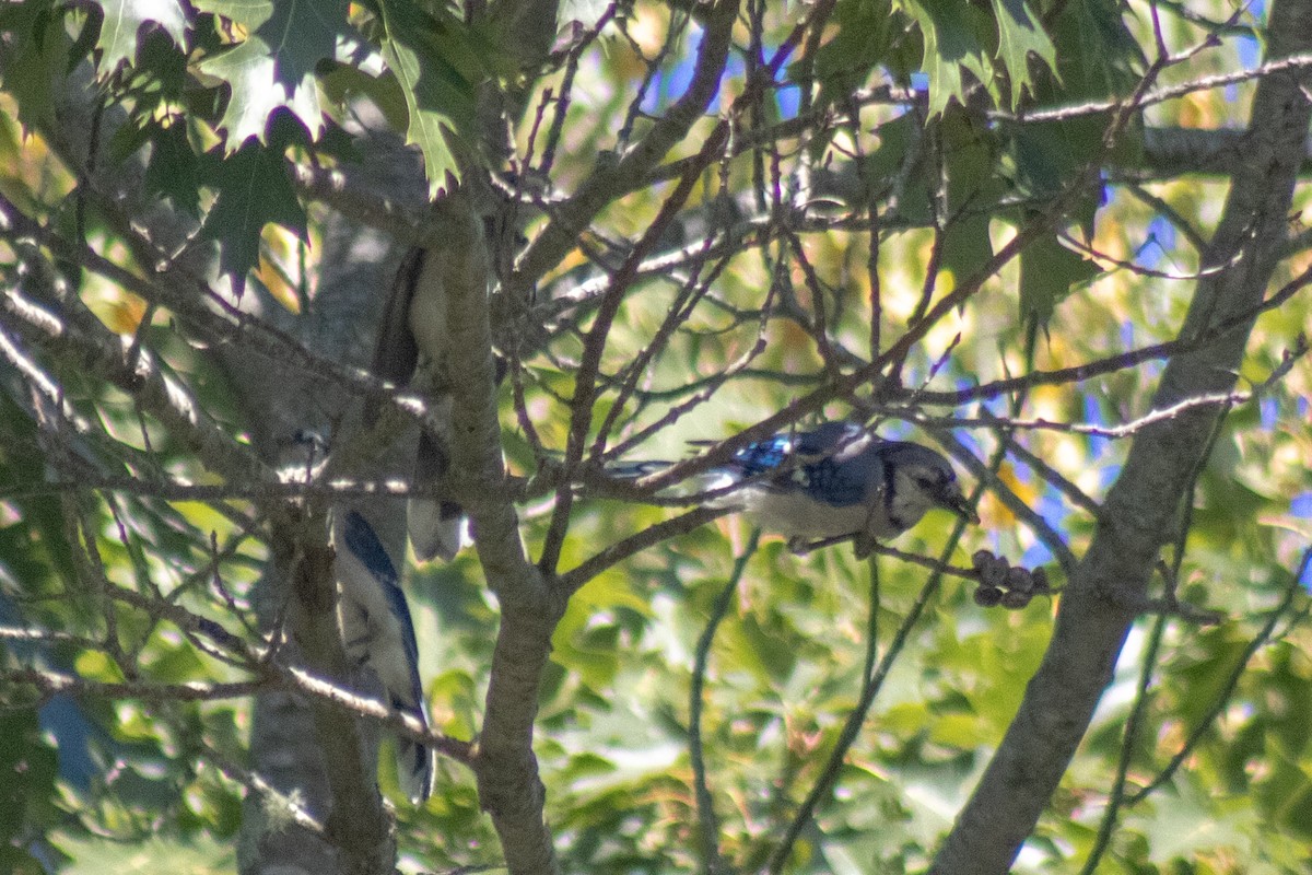 Blue Jay - ML642841581