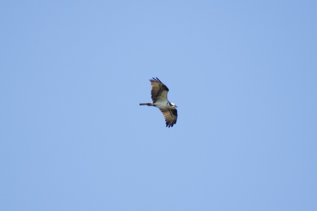Osprey - ML642841582