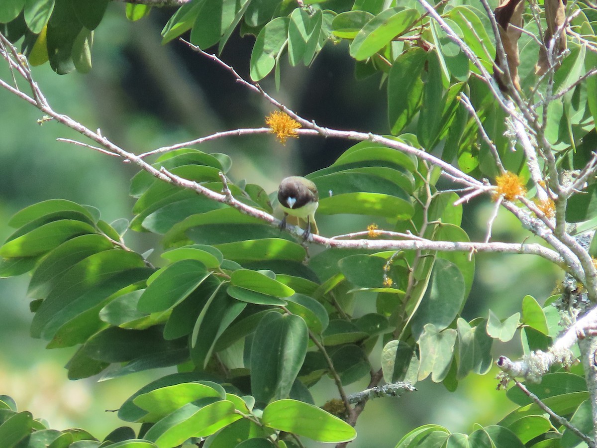 Yellow-bellied Seedeater - ML642841583