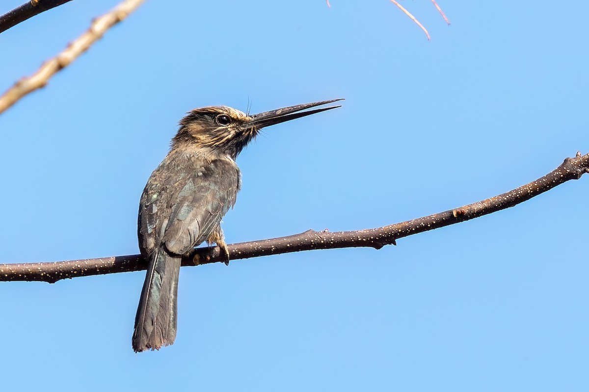 Three-toed Jacamar - ML642841584