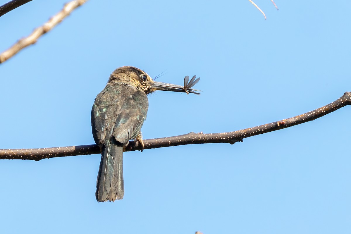 Three-toed Jacamar - ML642841585
