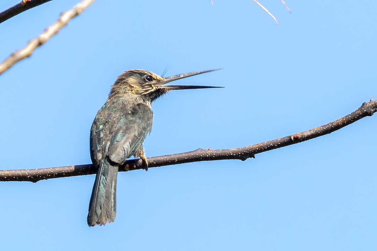Three-toed Jacamar - ML642841586
