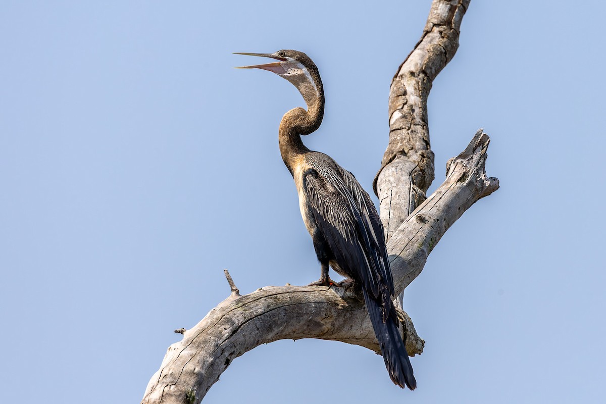 African Darter - ML642841587