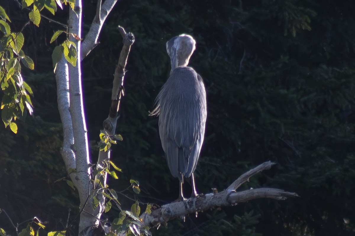 Great Blue Heron - ML642841589
