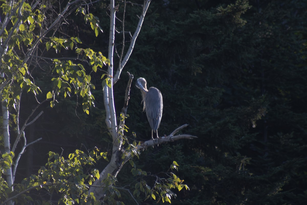 Great Blue Heron - ML642841590