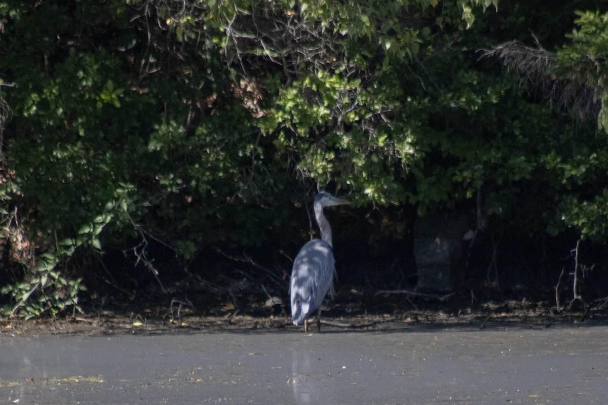 Great Blue Heron - ML642841591