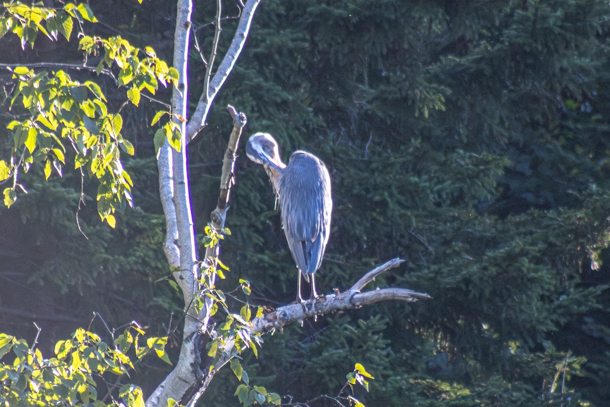 Great Blue Heron - ML642841592