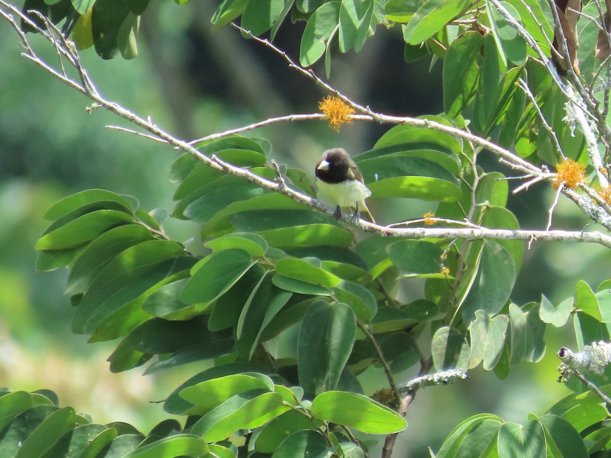 Yellow-bellied Seedeater - ML642841593