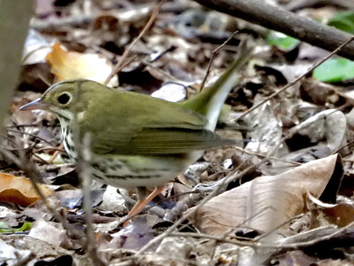 Ovenbird - ML642841594