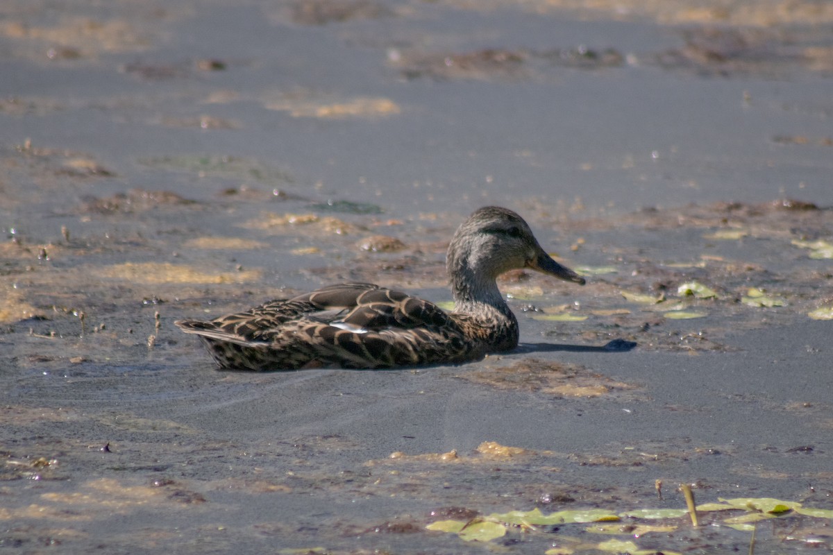 Mallard - ML642841595
