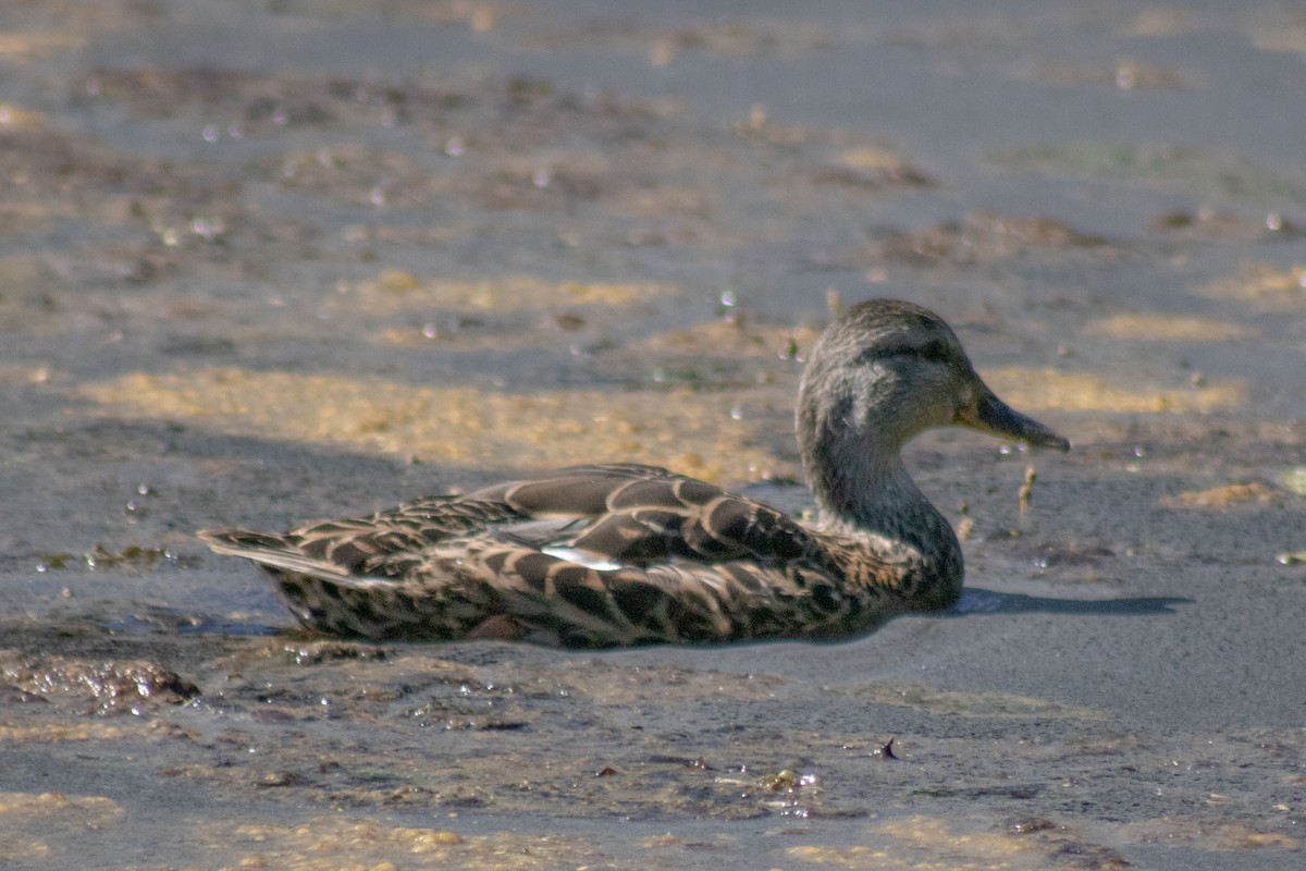 Mallard - ML642841596