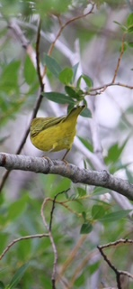 Yellow Warbler - ML642841599