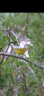 Yellow Warbler - ML642841600