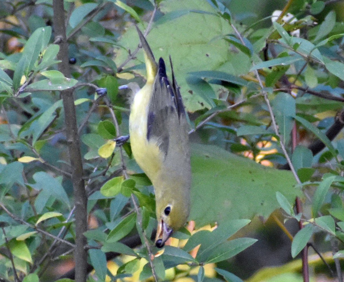 Scarlet Tanager - ML642841601