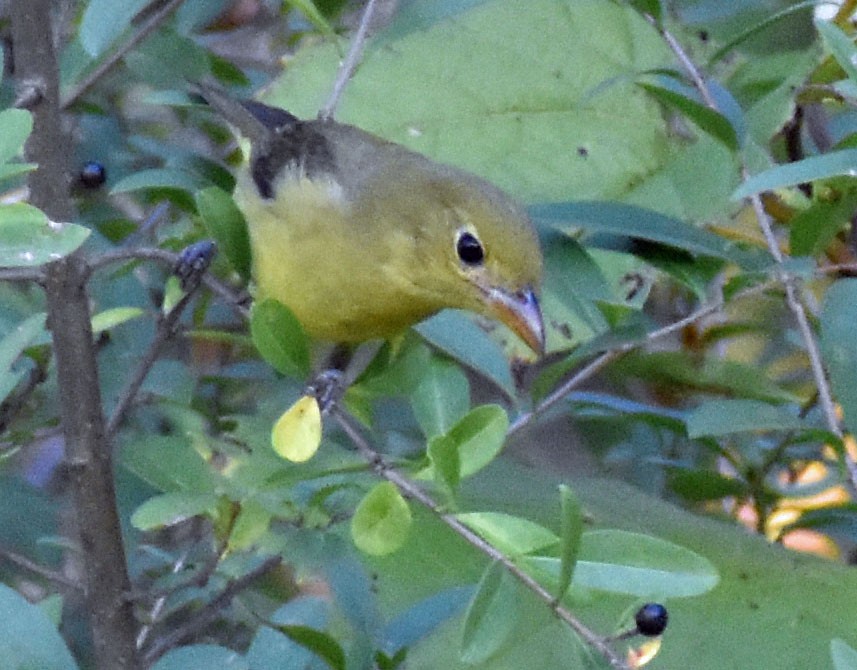 Scarlet Tanager - ML642841602