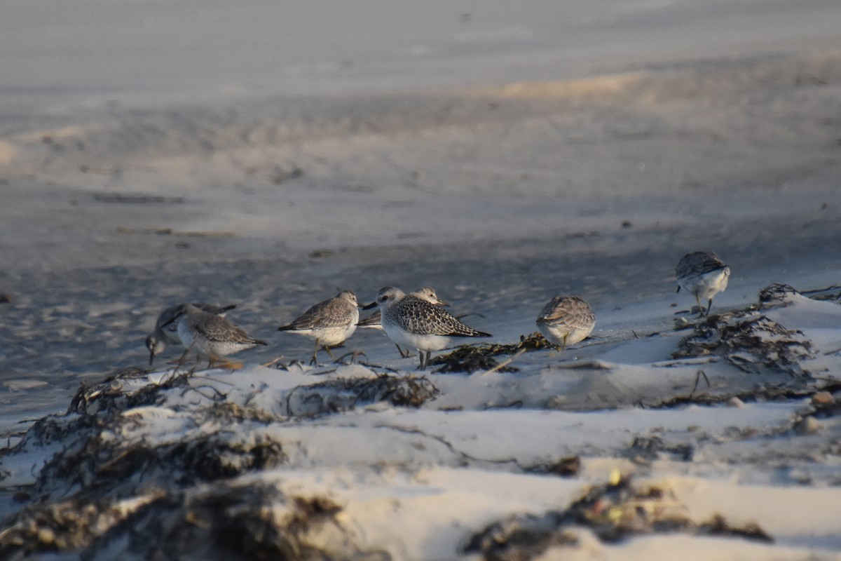 Red Knot - ML642841604