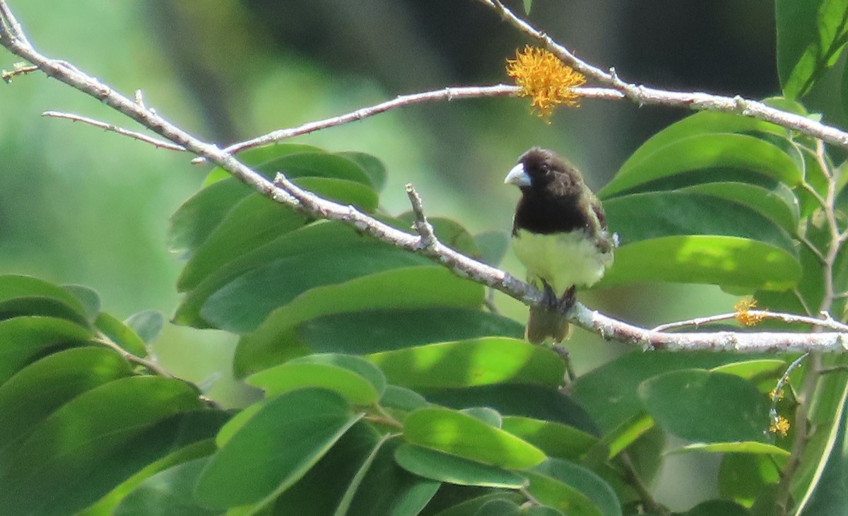 Yellow-bellied Seedeater - ML642841605
