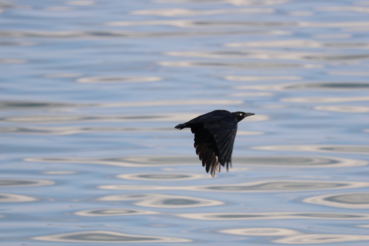 Great-tailed Grackle - ML642841606