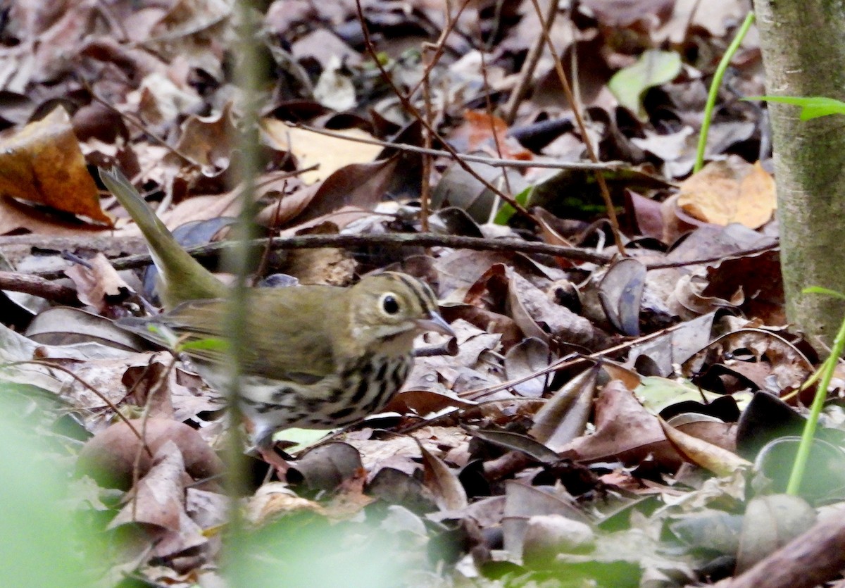 Ovenbird - ML642841609