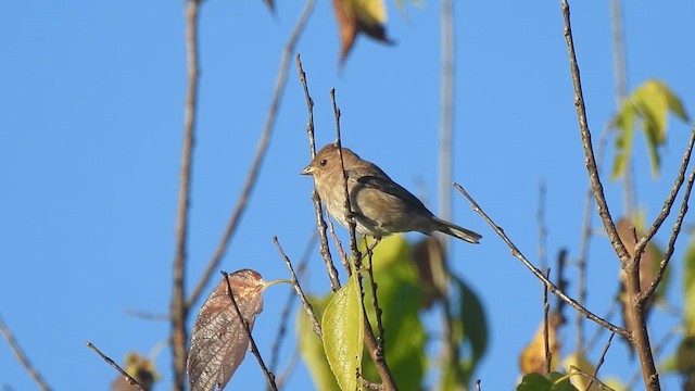 Indigo Bunting - ML642841610