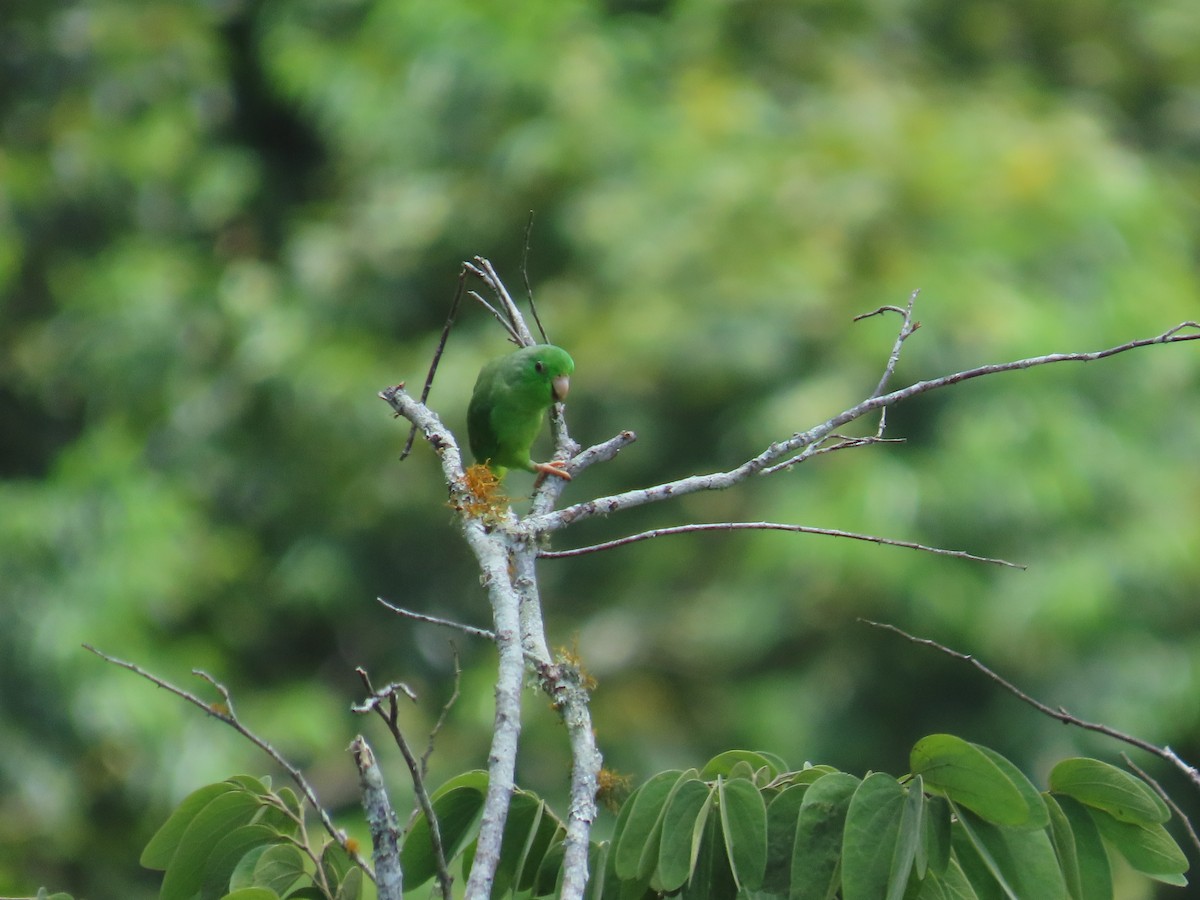 Green-rumped Parrotlet - ML642841611