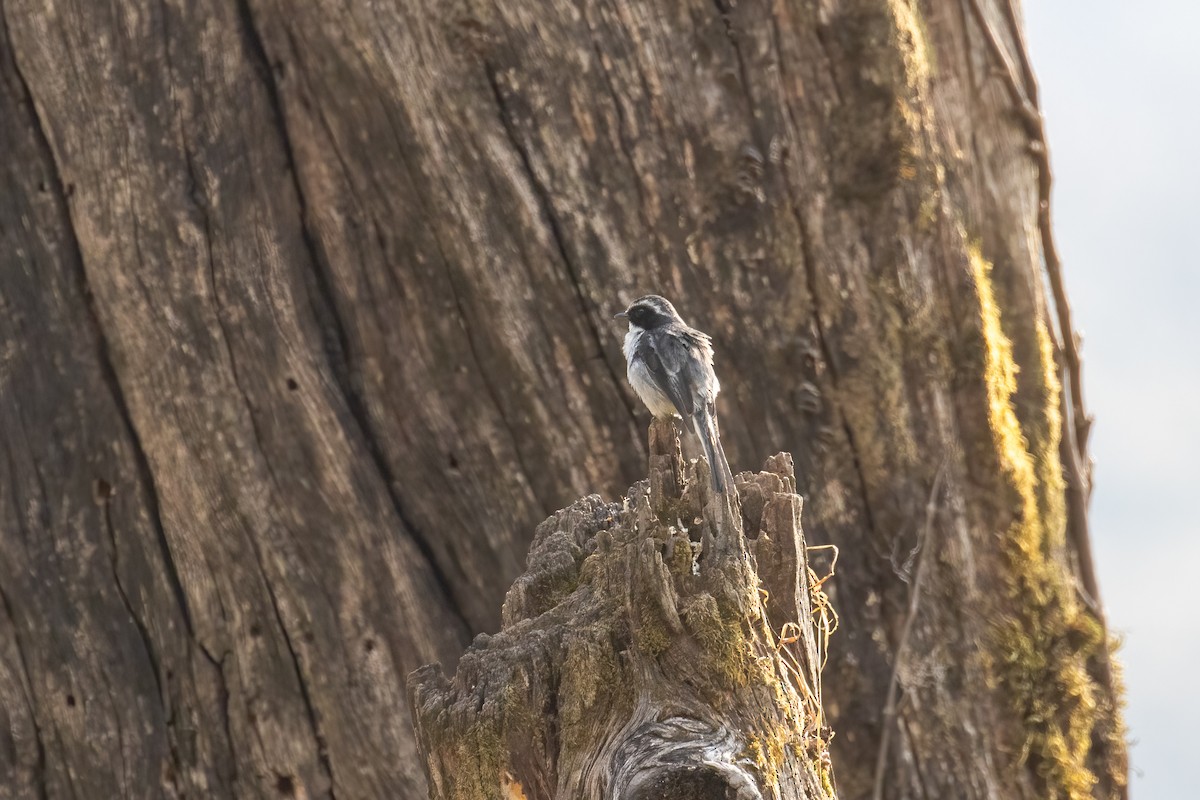 Gray Bushchat - ML642841618