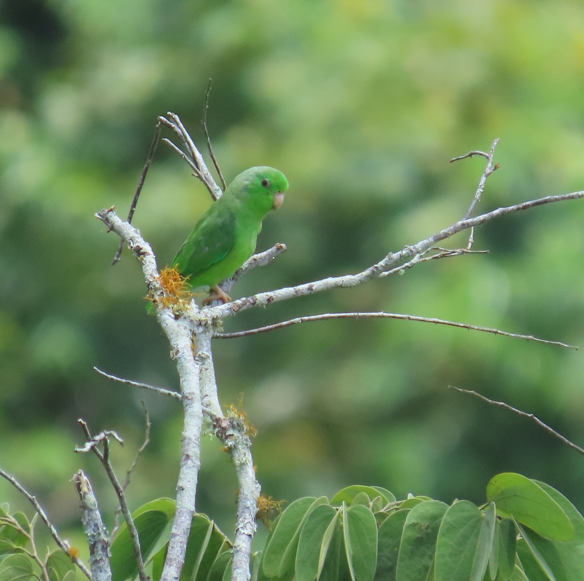 Green-rumped Parrotlet - ML642841619