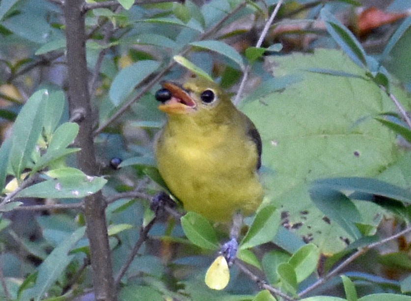 Scarlet Tanager - ML642841624