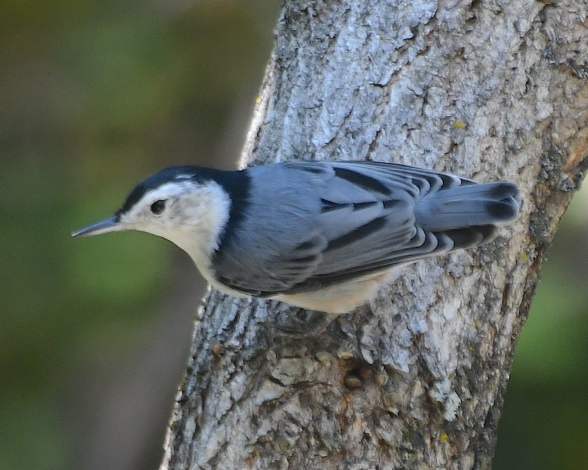 White-breasted Nuthatch (Eastern) - ML642841625