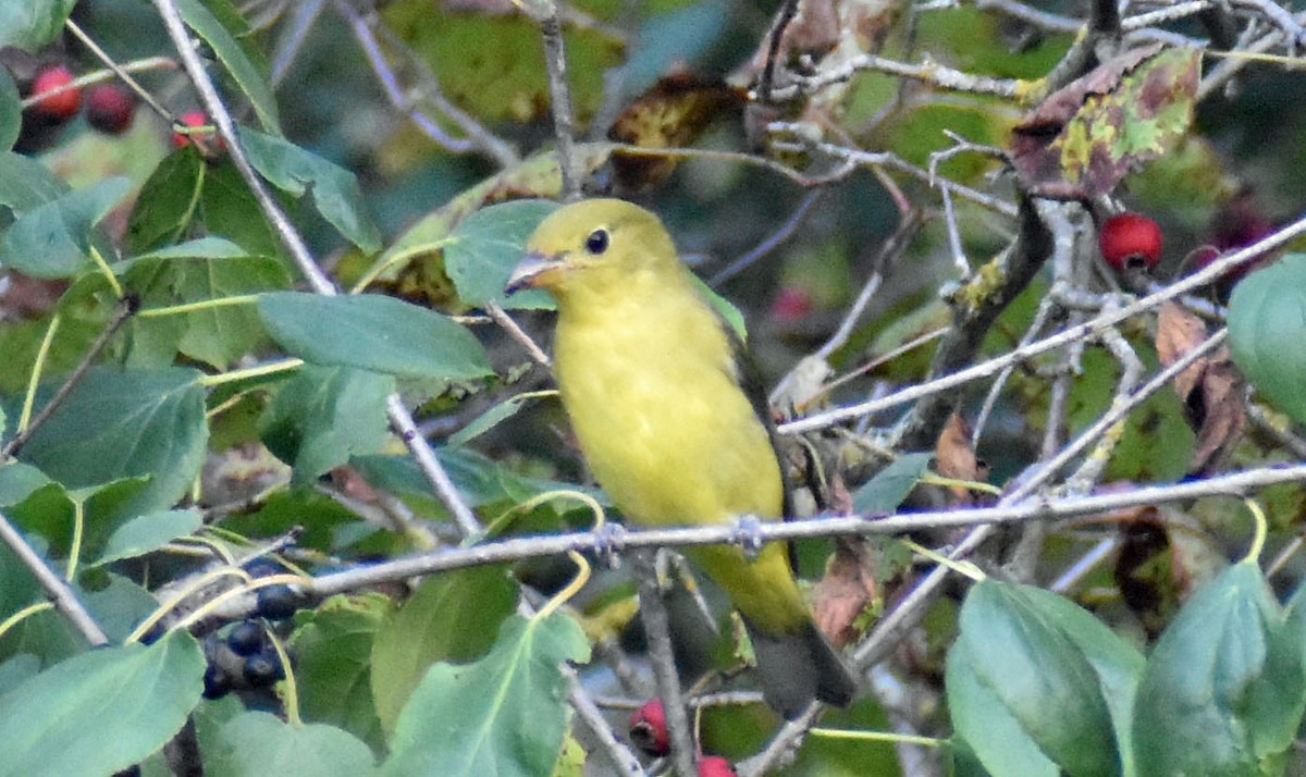 Scarlet Tanager - ML642841626