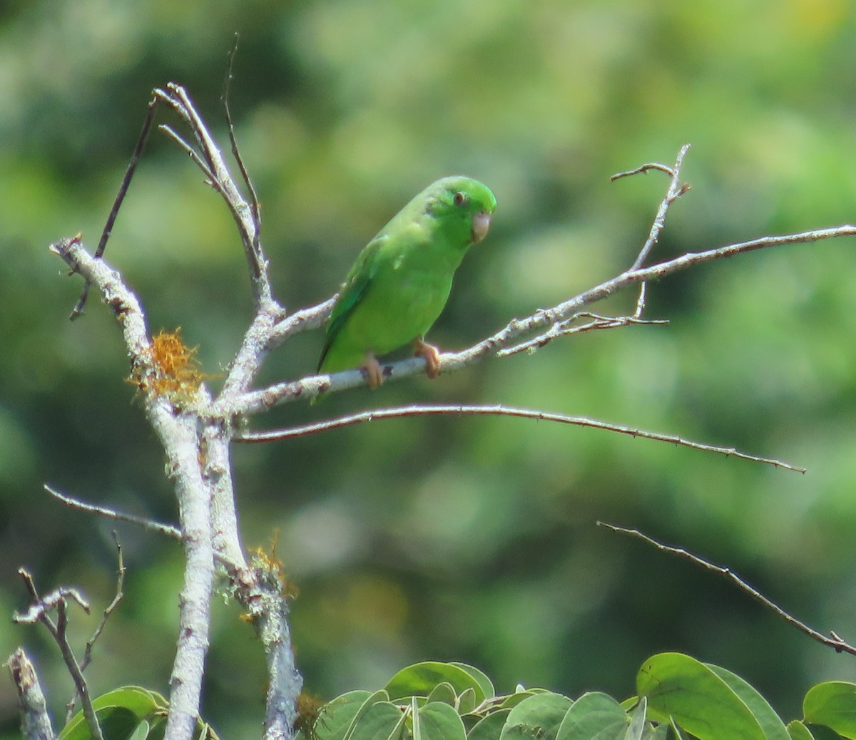 Green-rumped Parrotlet - ML642841627