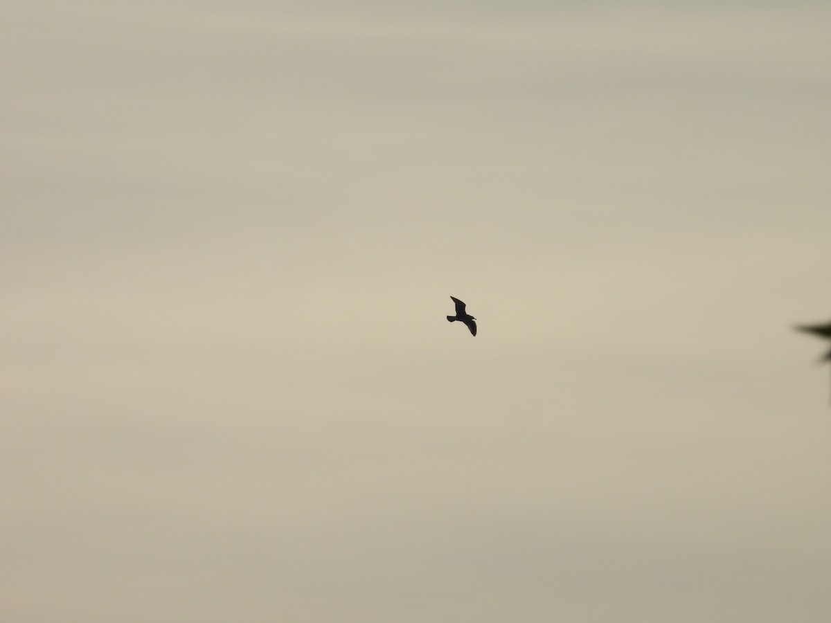 goéland ou mouette sp. - ML642841646