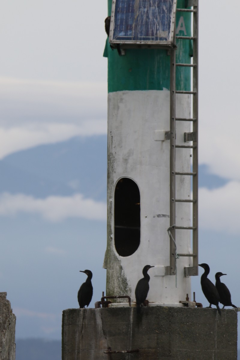 Cormoran de Brandt - ML642841647