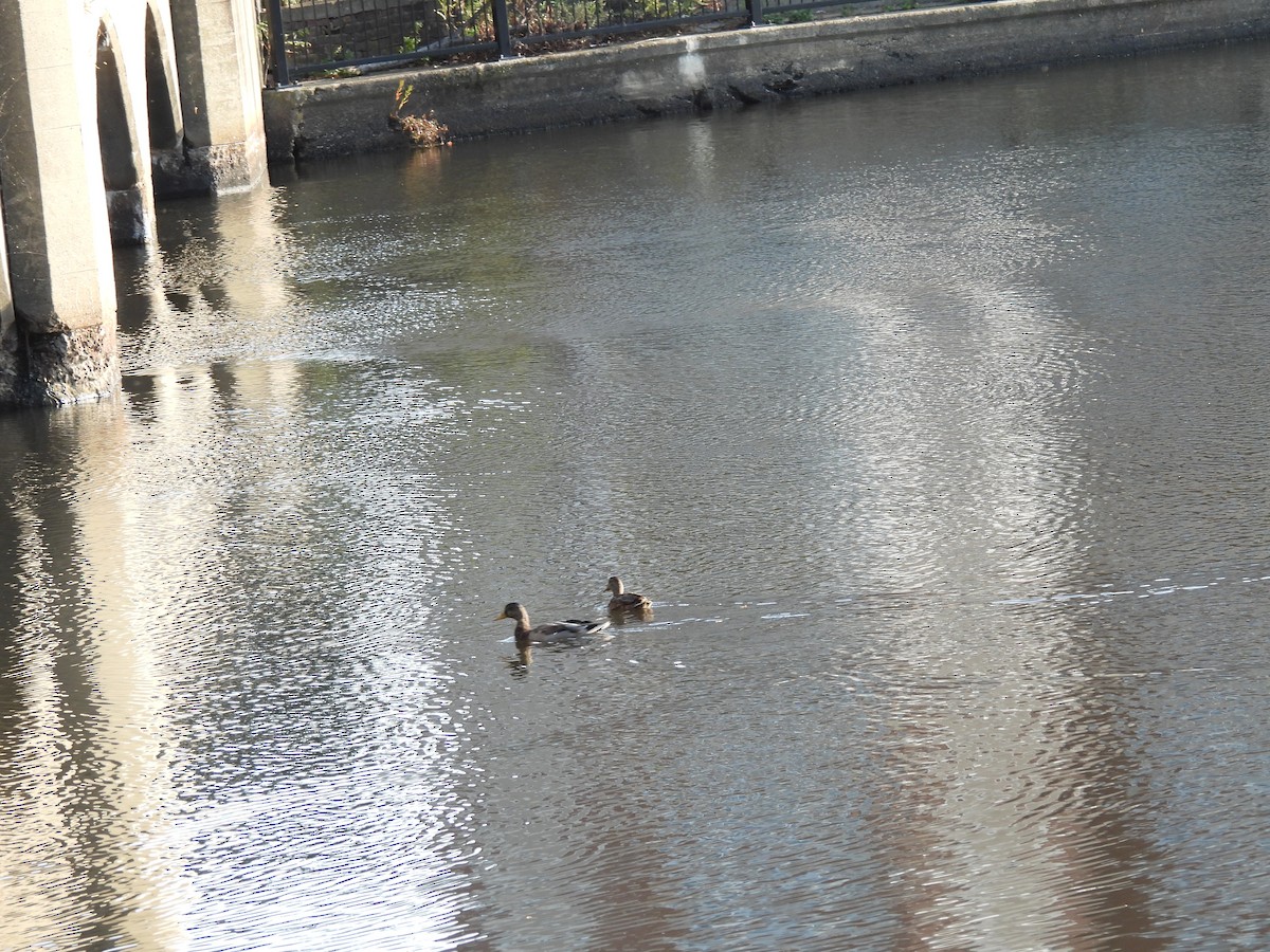 Canard colvert - ML642841648