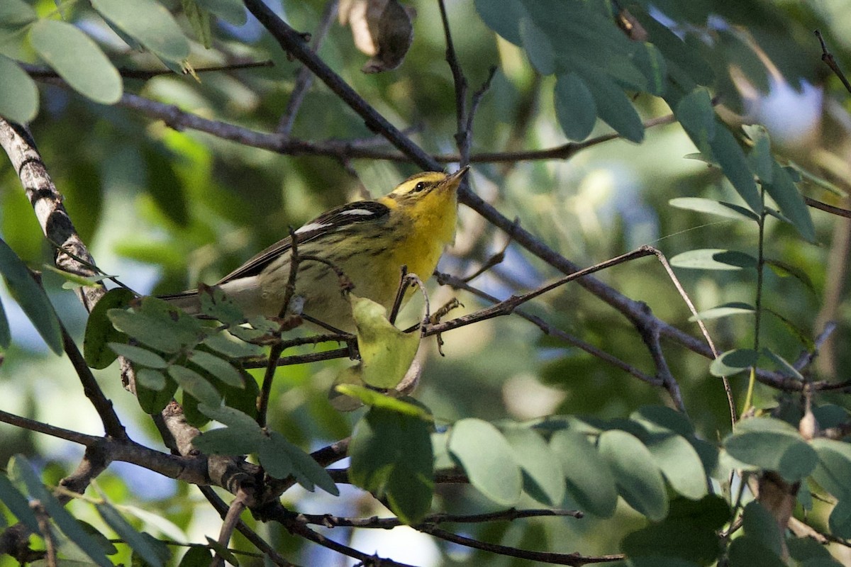 Blackburnian Warbler - ML642841661