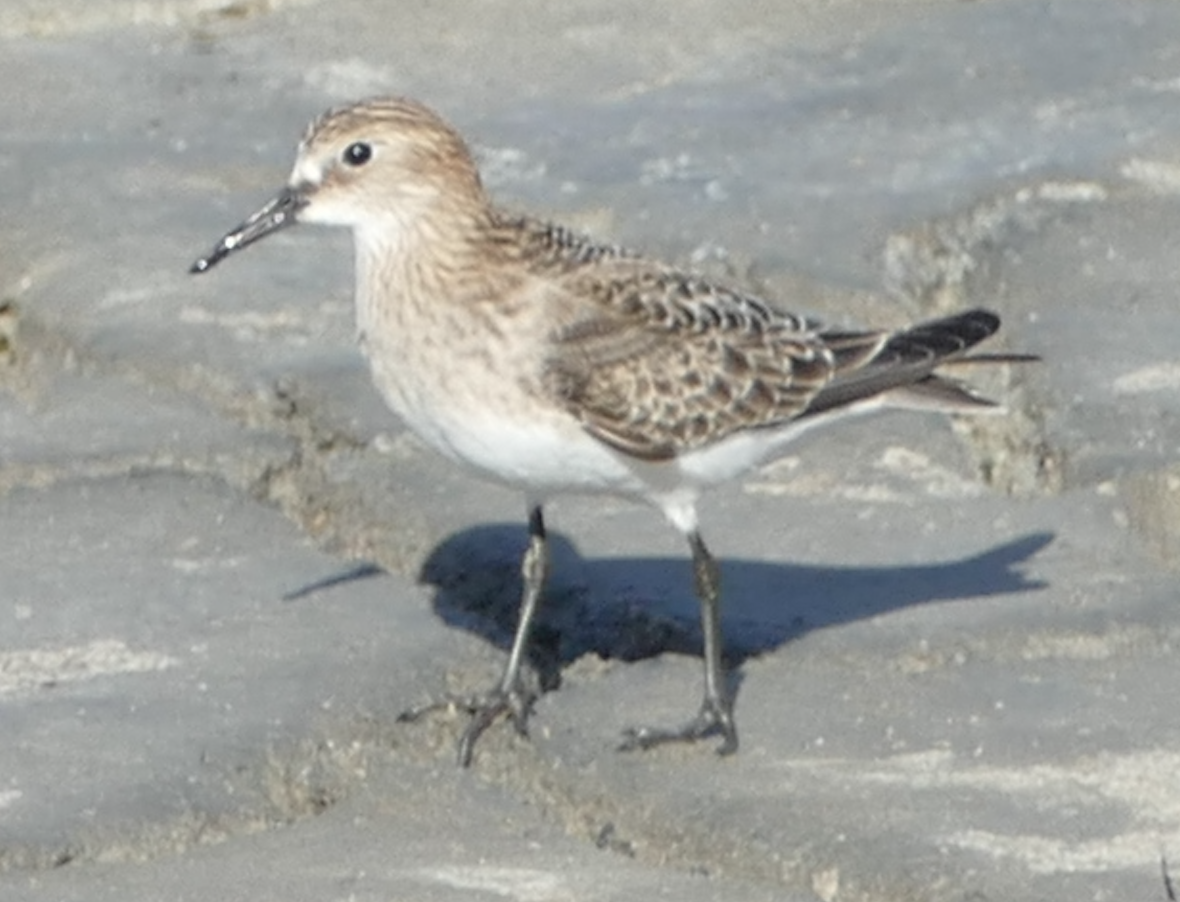 Baird's Sandpiper - ML642841662