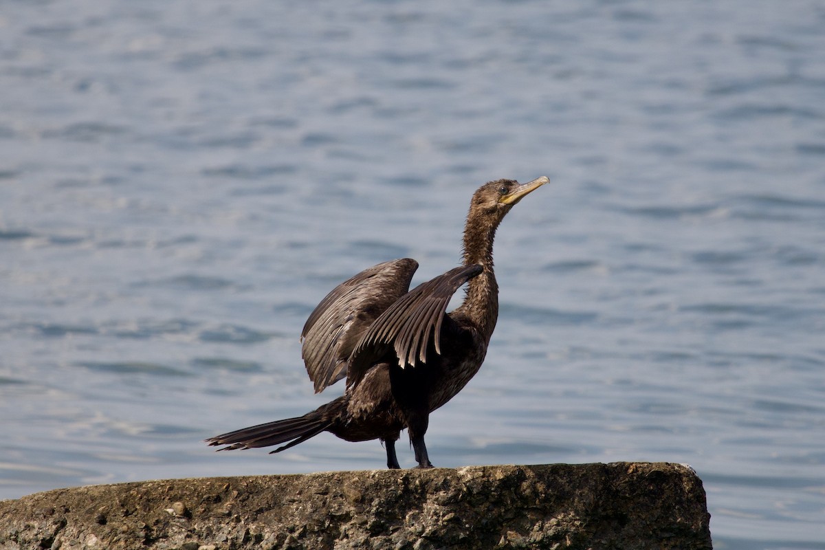Neotropic Cormorant - ML642841671