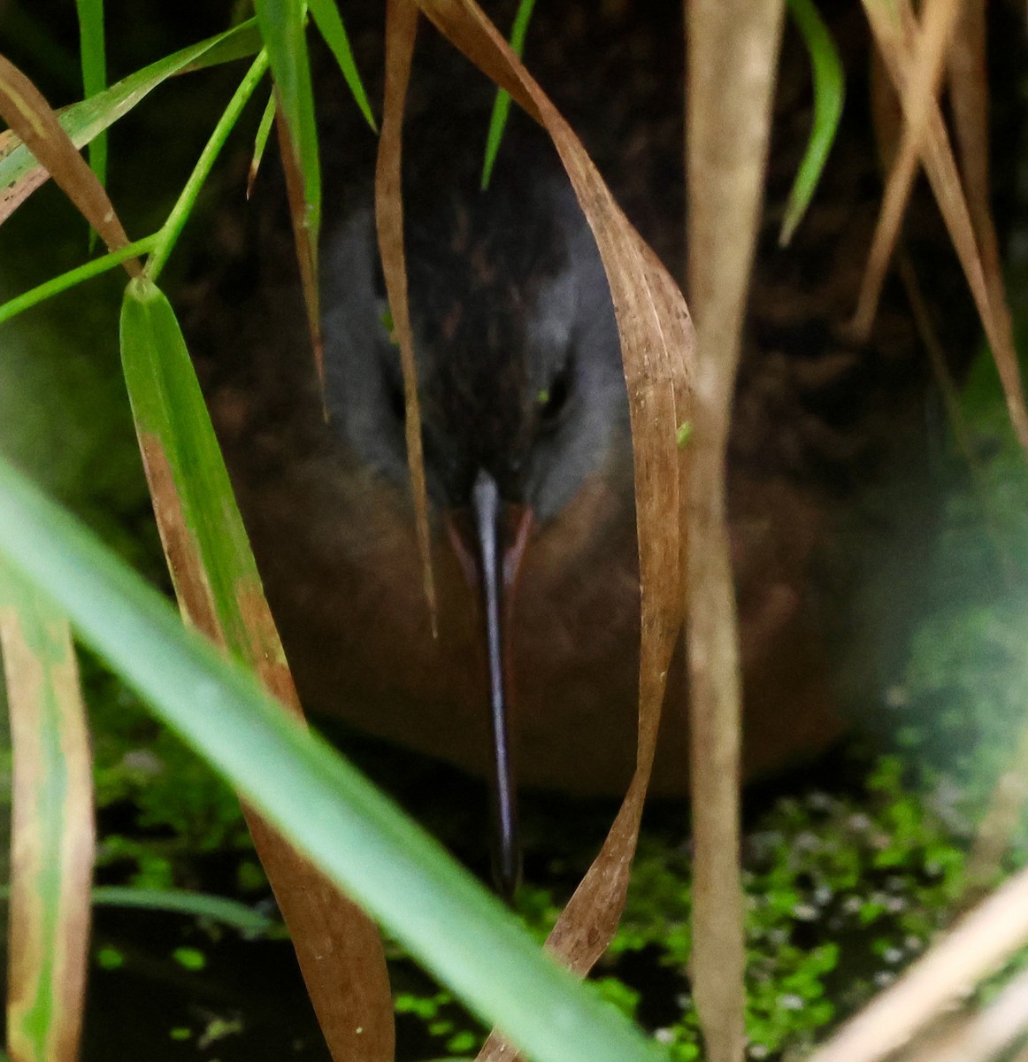 Virginia Rail - ML642841674