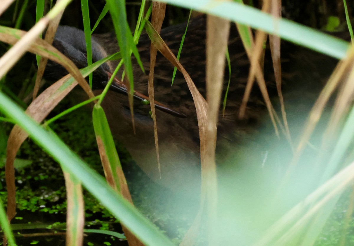 Virginia Rail - ML642841675