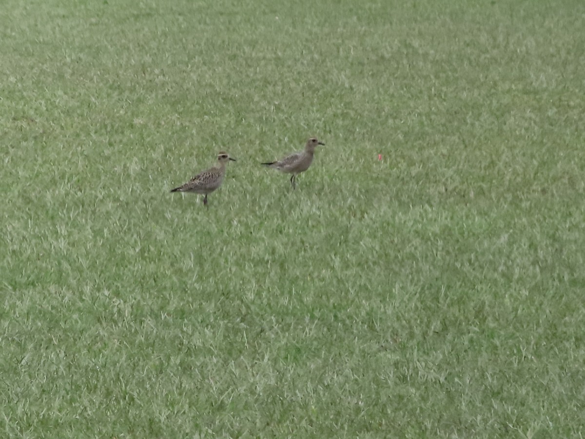 Pacific Golden-Plover - ML642841678